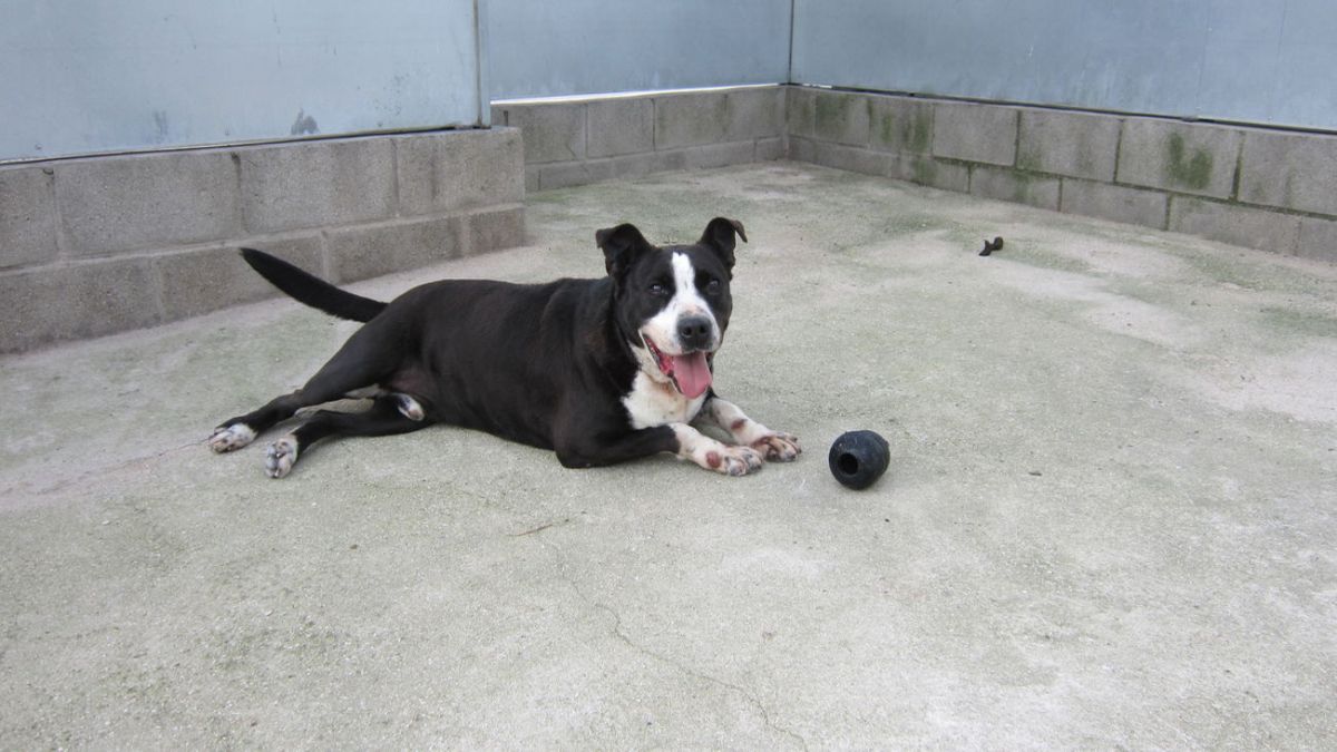 Abandono de mascotas en comunidades de propietarios